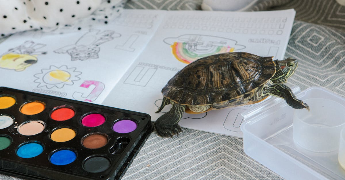 découvrez le coût d'une tortue de compagnie : prix d'achat, frais d'entretien et conseils pour bien préparer votre budget.
