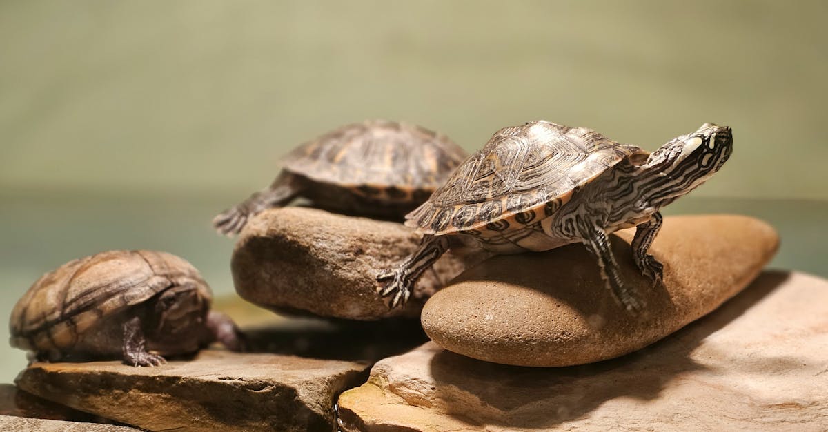 découvrez le coût d'une tortue de compagnie, incluant le prix d'achat, l'équipement nécessaire et les soins pour bien prendre soin de votre nouvelle amie.