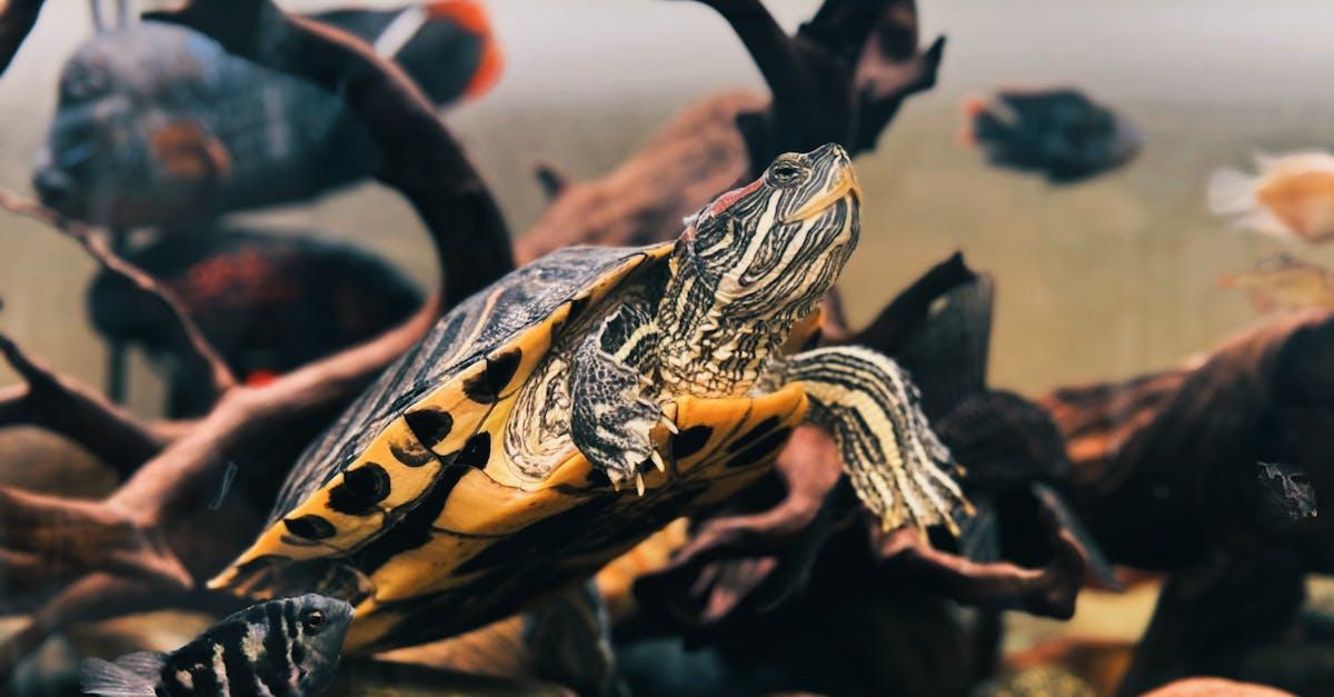 découvrez le coût moyen pour adopter une petite tortue domestique, incluant le prix d'achat, l'équipement nécessaire et les frais d'entretien.