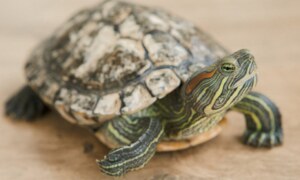 Quel est le coût d’une tortue de compagnie ?