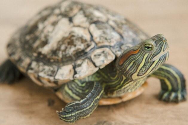 Quel est le coût d’une tortue de compagnie ?