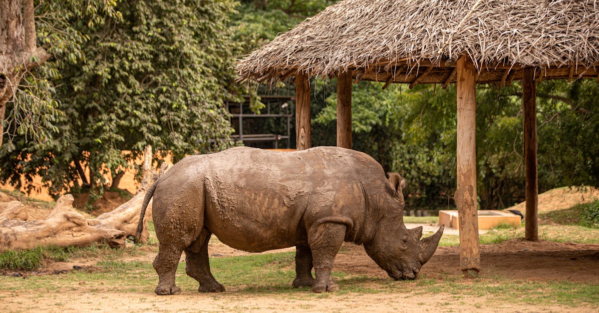 découvrez les principes fondamentaux de la charia, la loi islamique qui guide les aspects religieux, éthiques et sociaux des musulmans à travers le monde.