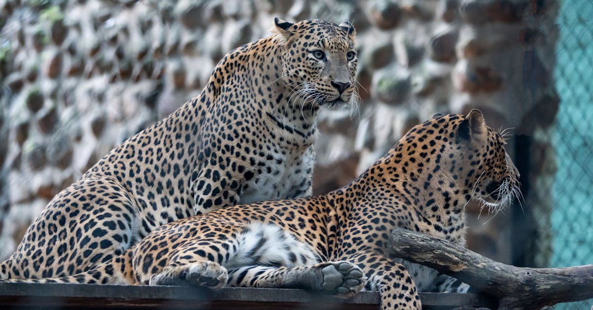 découvrez le concept de la charia, le système juridique islamique, et comprenez ses principes, son application et son impact dans le monde contemporain.