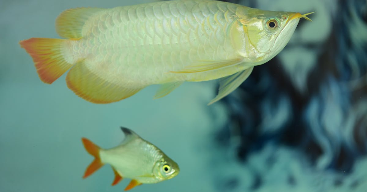 découvrez l'expérience unique de la baignade dans la seine, au cœur de paris, alliant aventure urbaine et détente au fil de l'eau.