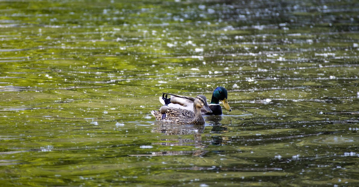 découvrez l'expérience unique de nager dans la seine à paris, entre histoire, culture et nature au cœur de la capitale française.