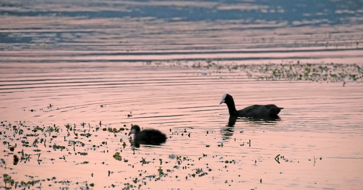 découvrez l'expérience unique de nager dans la seine, au cœur de paris, alliant aventure et immersion dans un cadre naturel exceptionnel.