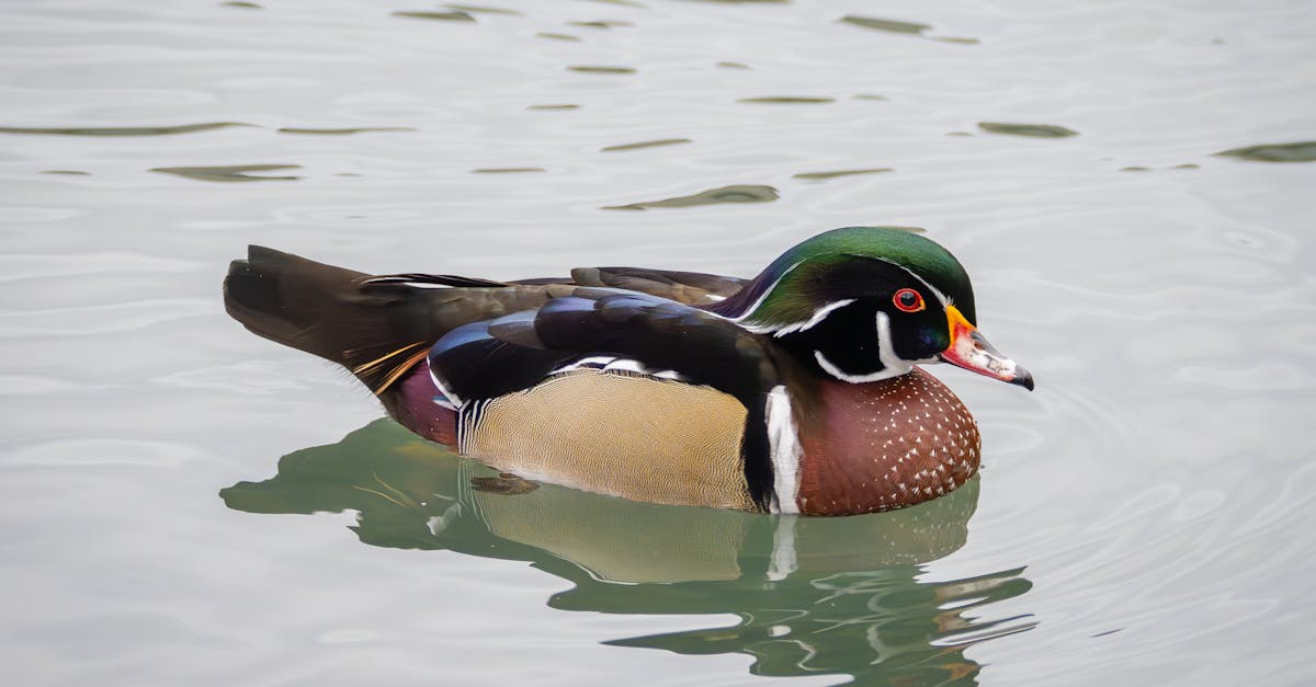 découvrez l'expérience unique de la baignade dans la seine, au cœur de paris, pour un moment de fraîcheur et d'aventure inoubliable.