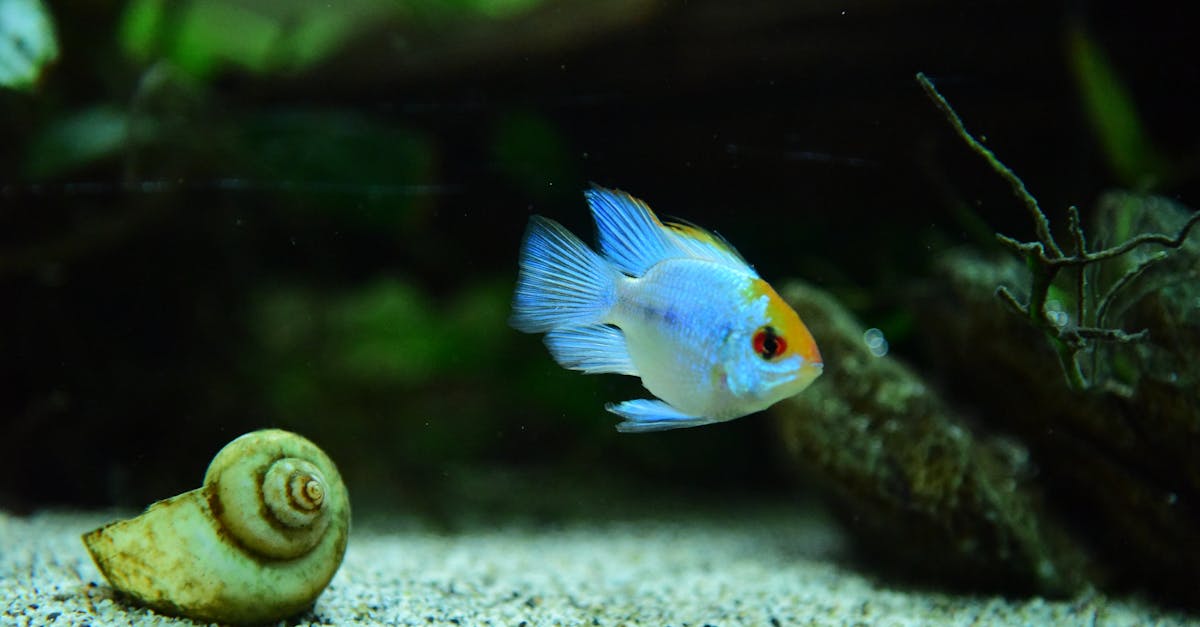 découvrez l'expérience unique de la baignade dans la seine, au cœur de paris, pour un moment rafraîchissant et convivial en pleine nature urbaine.
