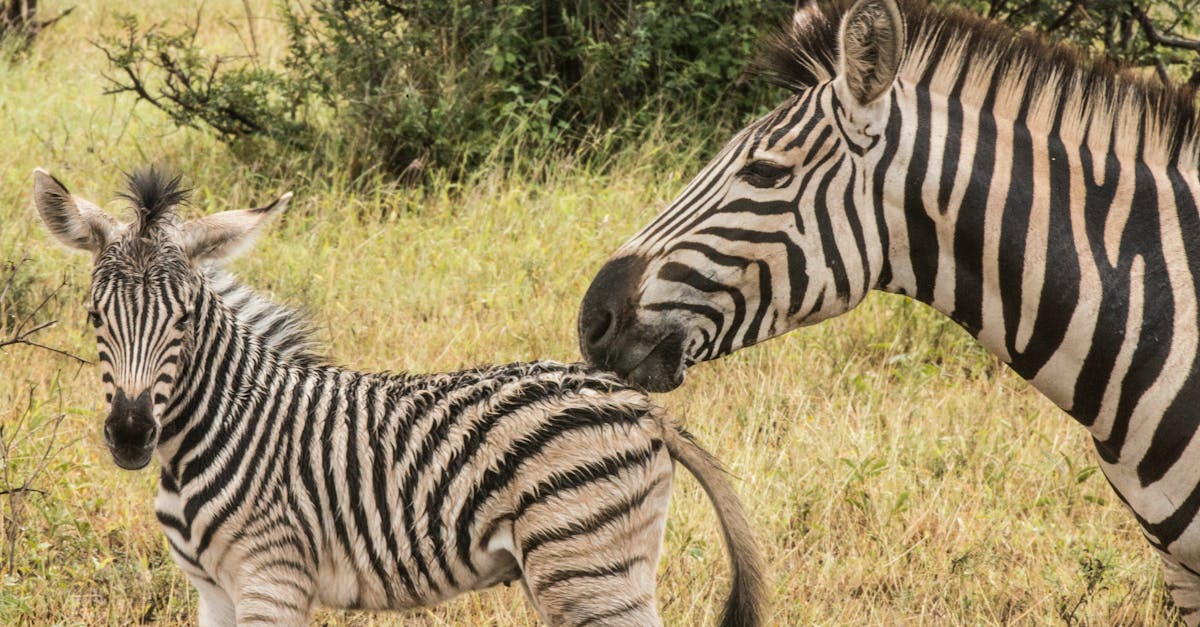 découvrez un poulain zèbre adorable, symbole de la beauté sauvage et de la nature intacte.