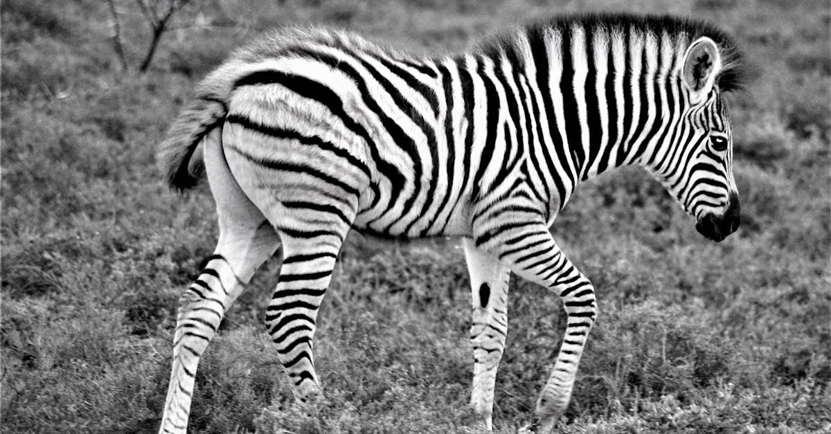 découvrez le charme du poulain zèbre, un jeune animal fascinant au pelage rayé unique, symbole de la beauté sauvage de la nature.