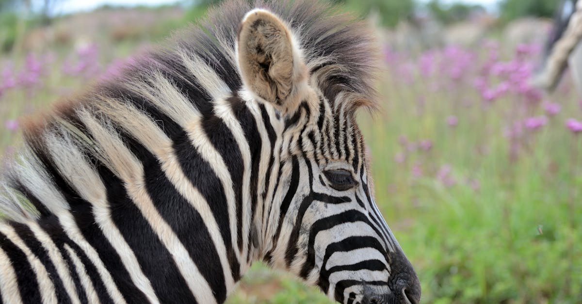 découvrez le charme naturel d'un poulain zebra, symbole de beauté sauvage et de vitalité. apprenez-en plus sur son habitat, son comportement et son rôle dans la nature.