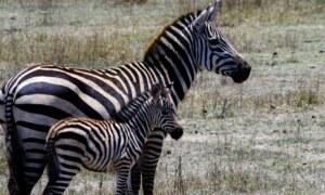 Comment s&rsquo;appelle le bébé zèbre ?