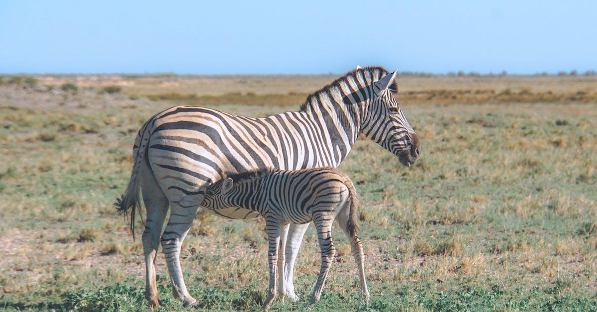 découvrez le charme du poulain zèbre, un jeune équidé rayé unique en son genre, symbole de beauté sauvage et d'élégance naturelle.