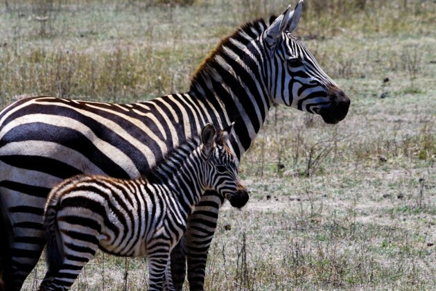 Comment s&rsquo;appelle le bébé zèbre ?