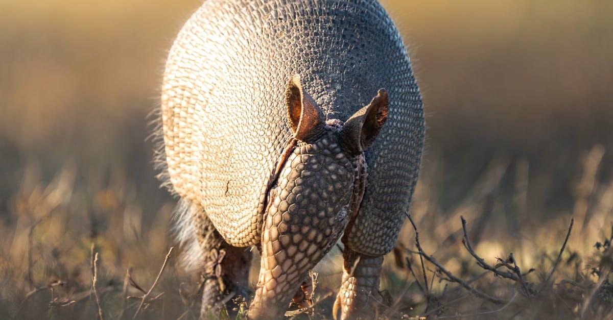 découvrez le phénomène de l'agression mignonne, ce sentiment paradoxal où la tendresse intense peut déclencher une envie irrépressible de serrer quelque chose de trop adorable.
