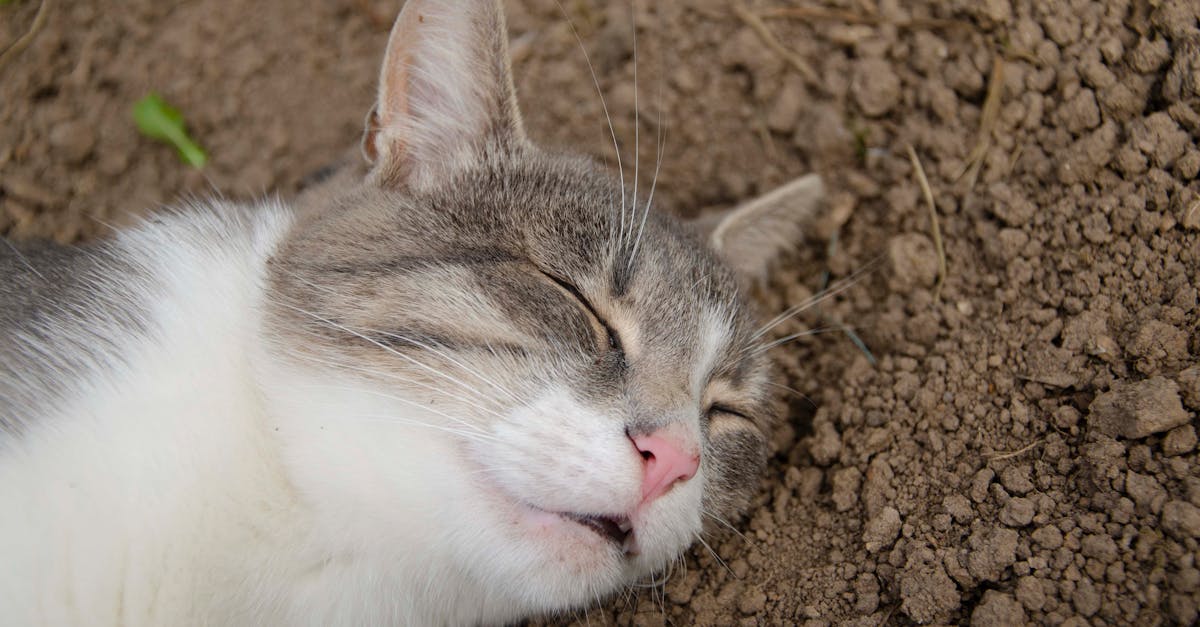 découvrez le phénomène de l'agression mignonne, cette réaction paradoxale face à quelque chose de trop adorable à supporter.