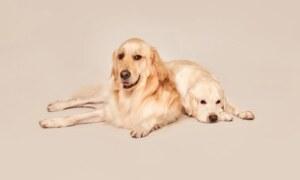 Pourquoi a-t-on envie de croquer les objets mignons ?