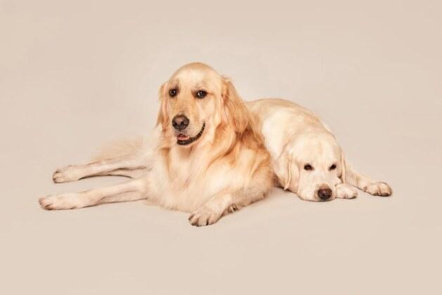 Pourquoi a-t-on envie de croquer les objets mignons ?