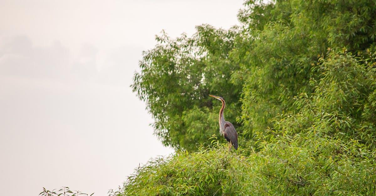 découvrez notre sélection incontournable d'animes à ne pas manquer, parfaite pour les passionnés de séries animées captivantes et pleines d'aventures.