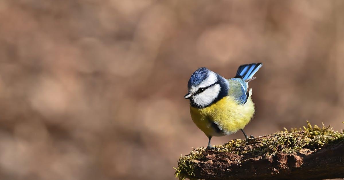 découvrez notre sélection incontournable des animes à ne pas manquer, des classiques intemporels aux nouveautés captivantes pour tous les fans d'animation japonaise.